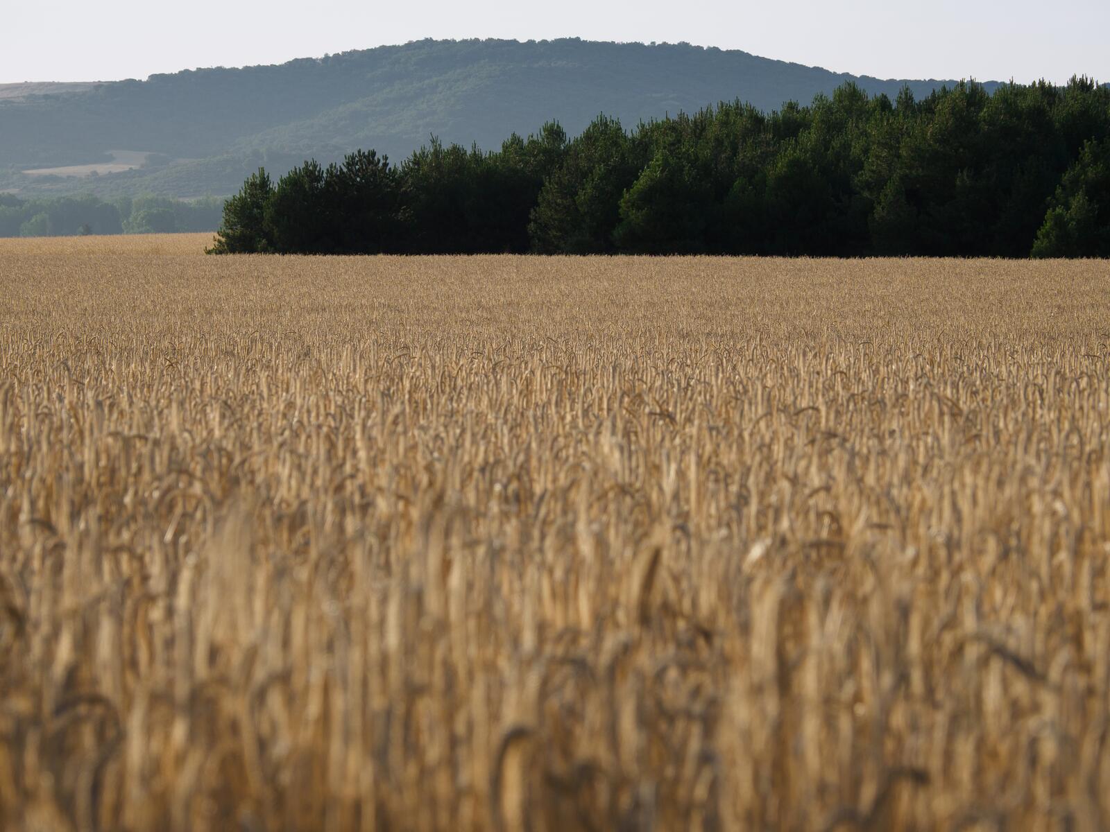 Fondo de La Sobarriba